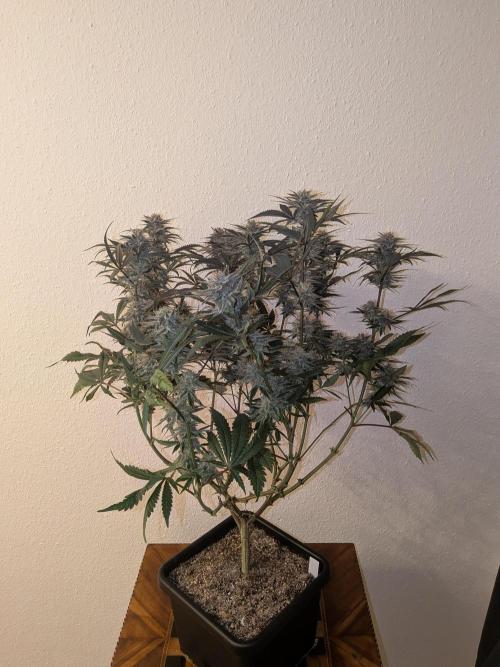 Autopots & Berries. Week 11