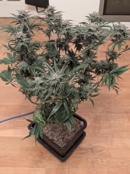 Autopots & Berries. Week 11