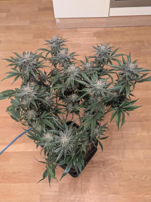 Autopots & Berries. Week 11