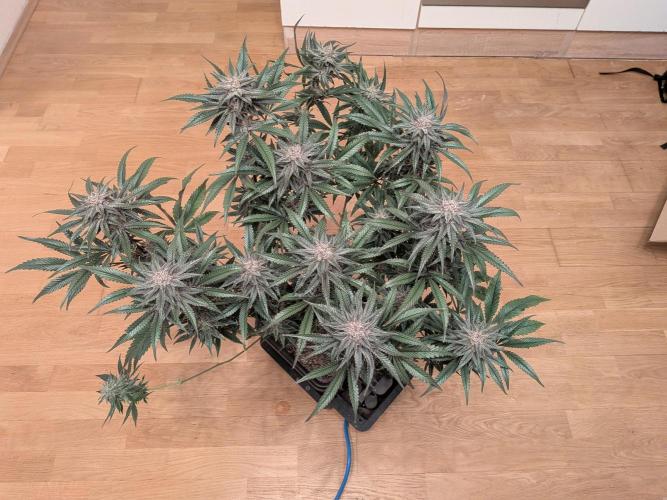 Autopots & Berries. Week 11