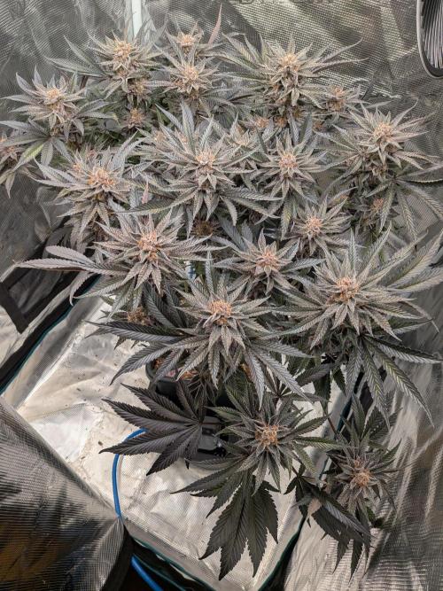 Autopots & Berries. Week 11