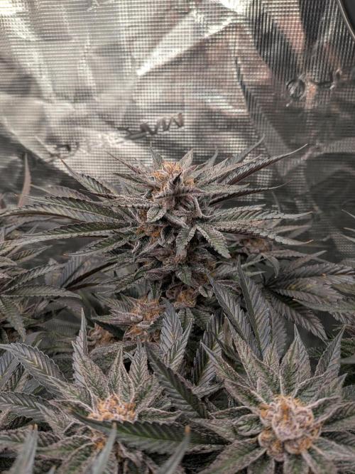 Autopots & Berries. Week 11