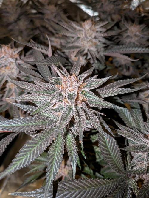 Autopots & Berries. Week 11