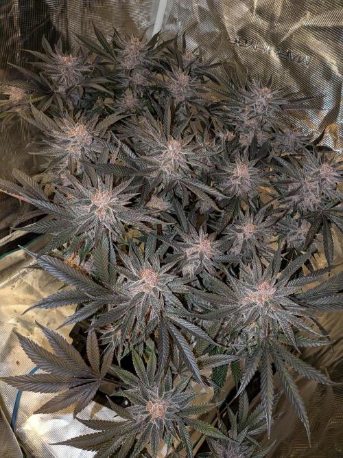 Autopots & Berries. Week 11