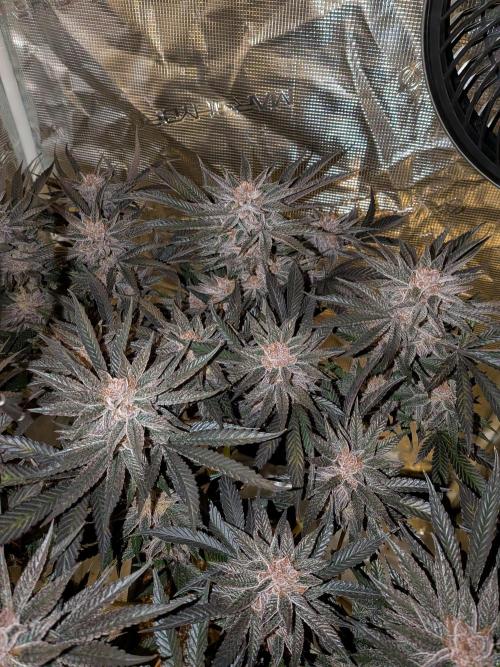 Autopots & Berries. Week 11