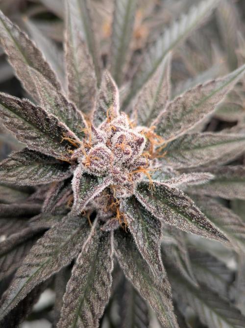 Autopots & Berries. Week 11