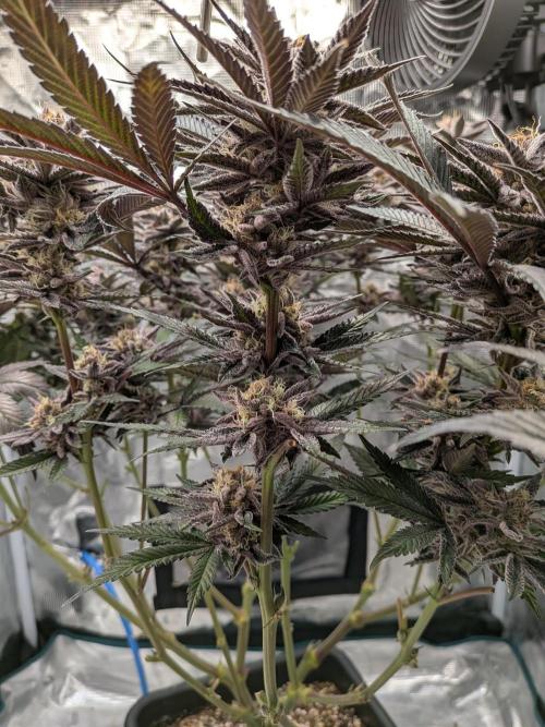 Autopots & Berries. Week 11