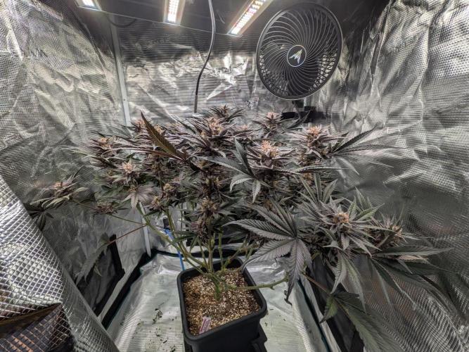 Autopots & Berries. Week 11