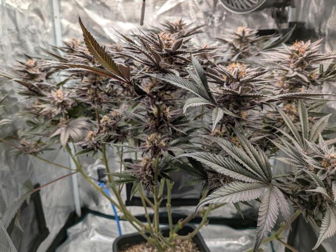 Autopots & Berries. Week 11