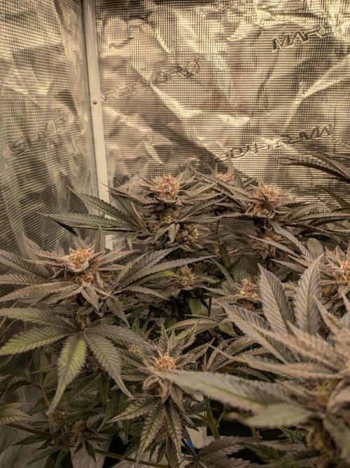 Autopots & Berries. Week 11