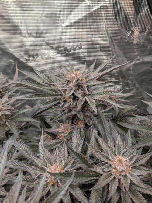 Autopots & Berries. Week 11