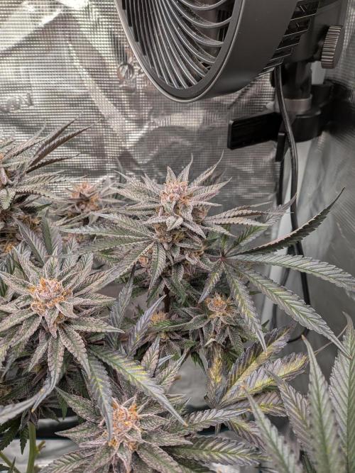 Autopots & Berries. Week 11