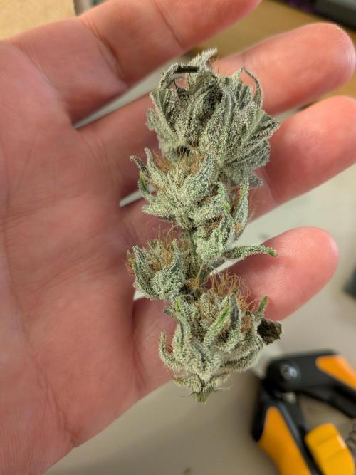 Autopots & Berries. Week 11