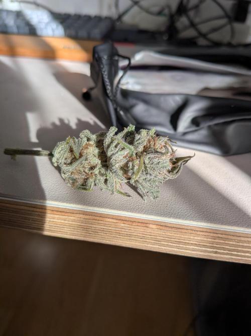 Autopots & Berries. Week 11