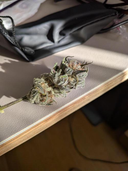 Autopots & Berries. Week 11