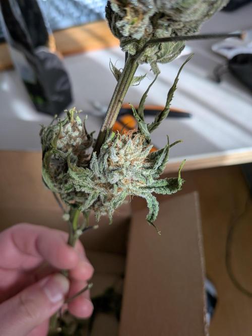 Autopots & Berries. Week 11