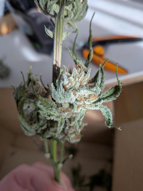 Autopots & Berries. Week 11