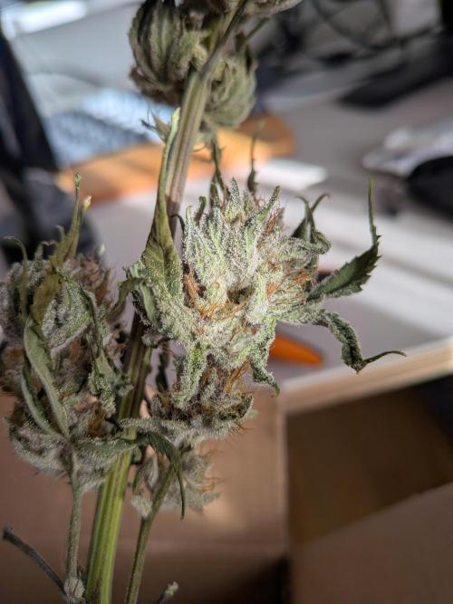 Autopots & Berries. Week 11