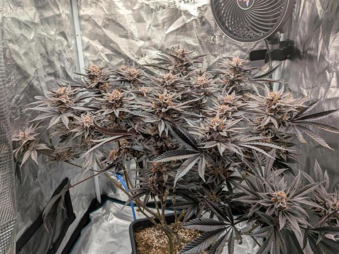 Autopots & Berries. Week 12