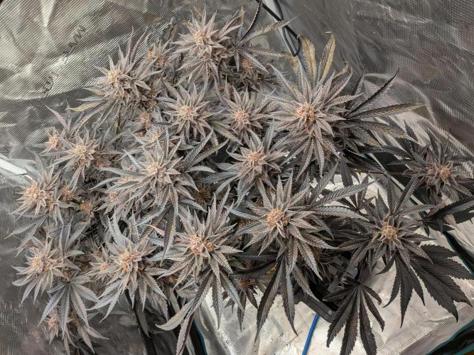 Autopots & Berries. Week 12