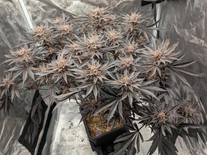 Autopots & Berries. Week 12