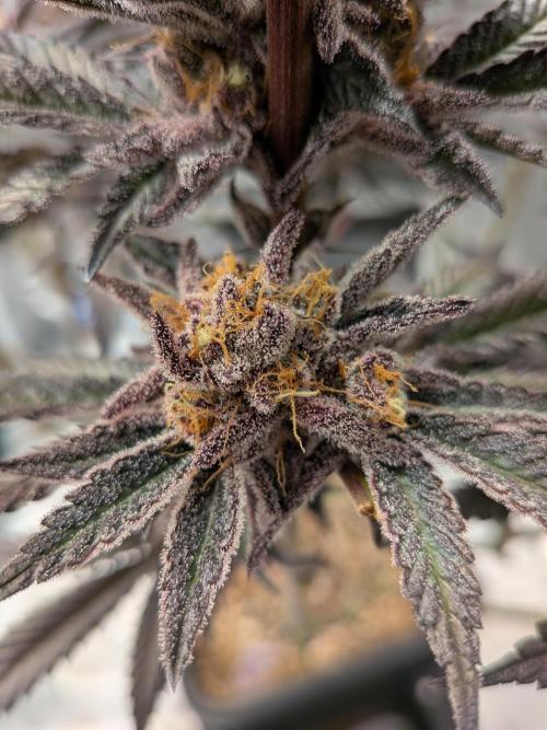 Autopots & Berries. Week 12