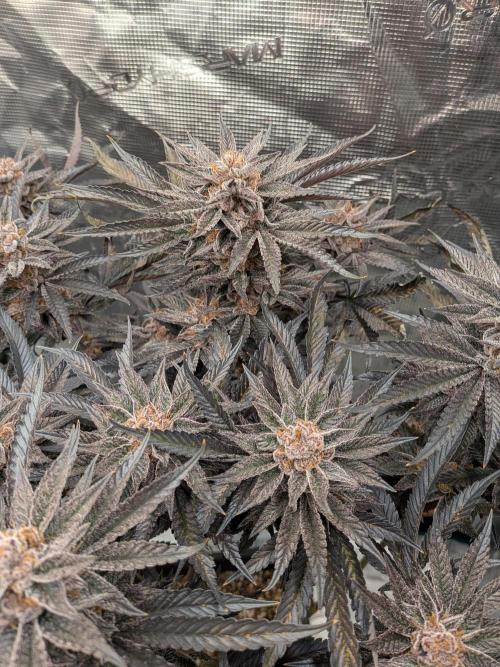 Autopots & Berries. Week 12