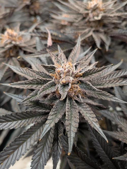 Autopots & Berries. Week 12