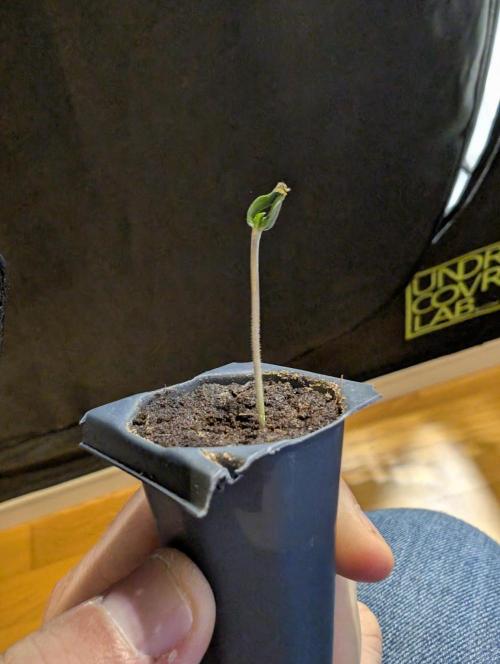 Winter 2025. Week 0 - Blueberry Muffin