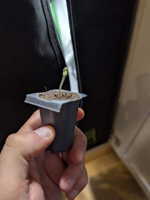 Winter 2025. Week 0 - Grape Juice