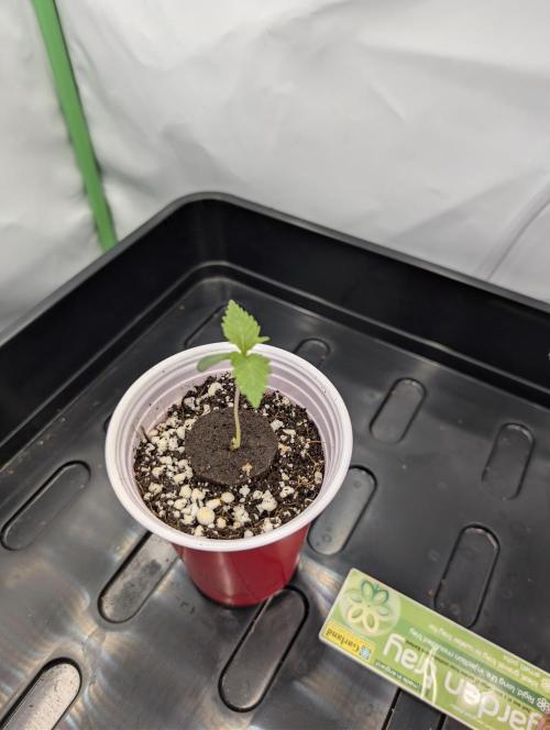 Winter 2025. Week 0 - BBM day 6