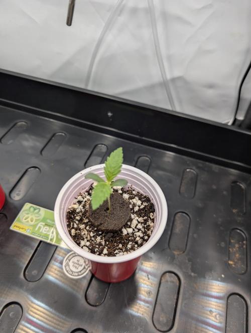 Winter 2025. Week 0 - GJ day 5