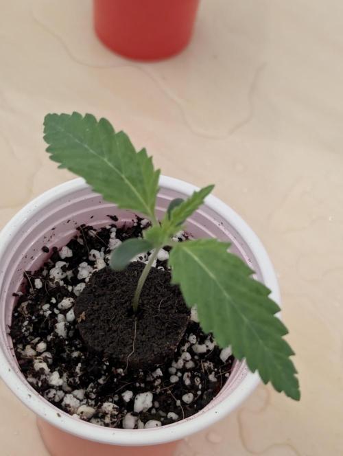 Winter 2025. Week 0 - Bb day 7