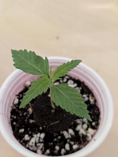 Winter 2025. Week 0 - GJ day 7