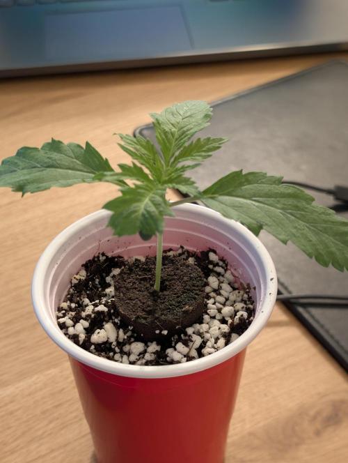 Winter 2025. Week 1 - GJ day 10