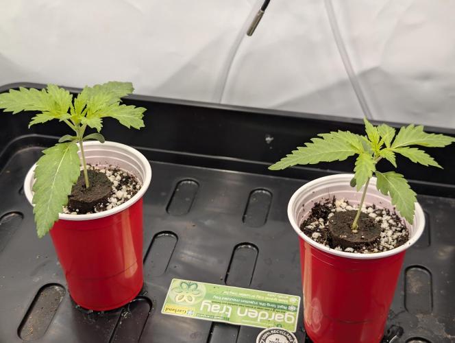 Winter 2025. Week 1 - Day 11