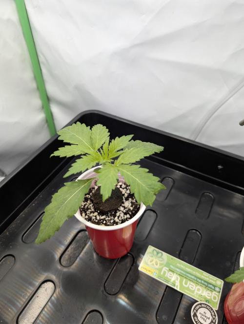 Winter 2025. Week 1 - GJ day 12