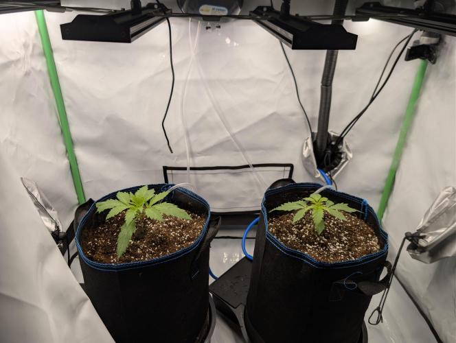 Winter 2025. Week 1 - Both transplanted at day 13