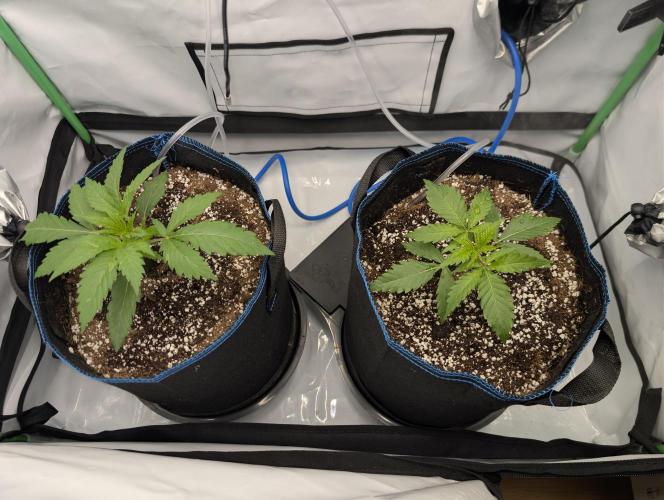 Winter 2025. Week 2 - GJ and BB day 15