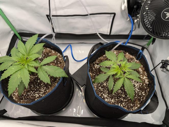 Winter 2025. Week 2 - GJ and BB day 16