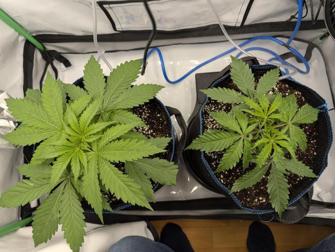 Winter 2025. Week 2 - day 20