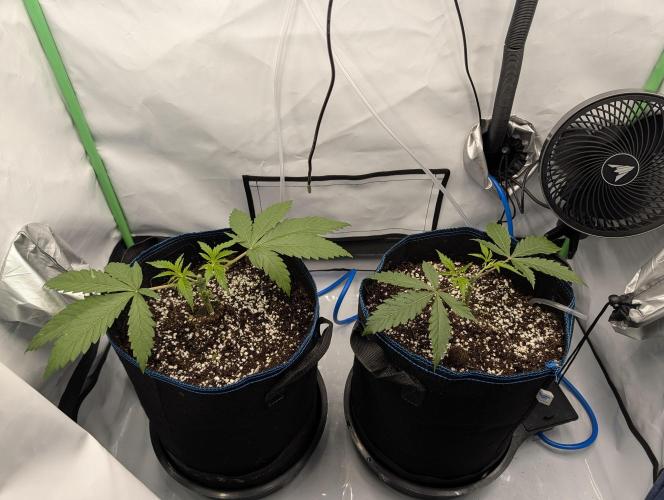 Winter 2025. Week 2 - day 21, both topped and stripped