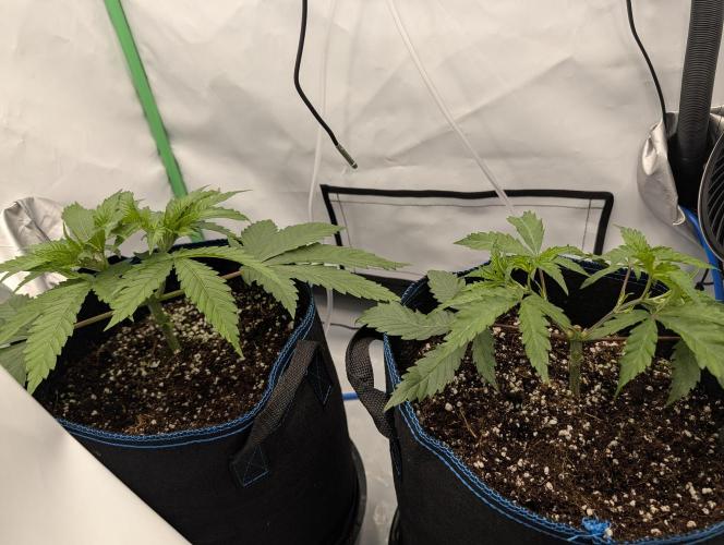 Winter 2025. Week 3 - Day 26 , BBM not looking happy at all. Droopy looking 