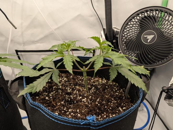 Winter 2025. Week 3 - BBM not looking happy at day 26. Probably she is not drinking from the Autopot?