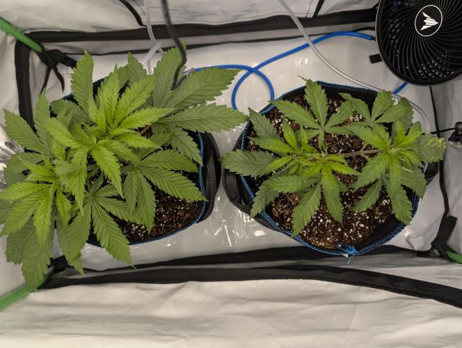 Winter 2025. Week 3 - Day 27