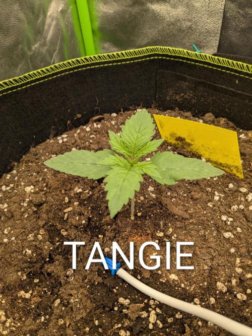 Diary_Tangie_Oreos_Gelato. Week 2