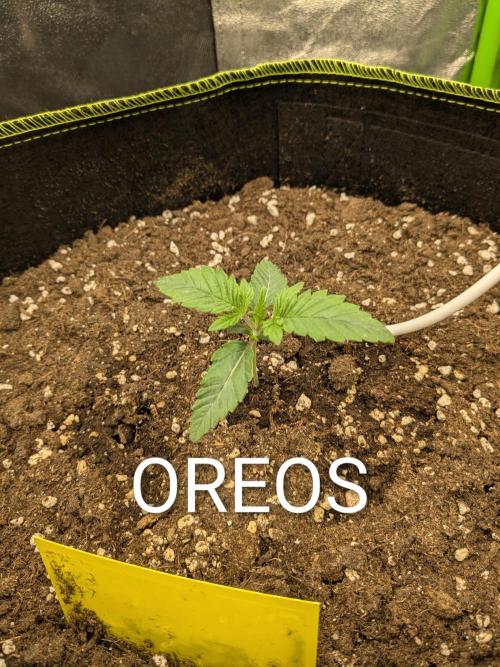 Diary_Tangie_Oreos_Gelato. Week 2