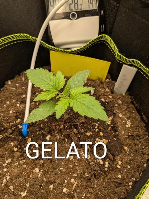 Diary_Tangie_Oreos_Gelato. Week 2