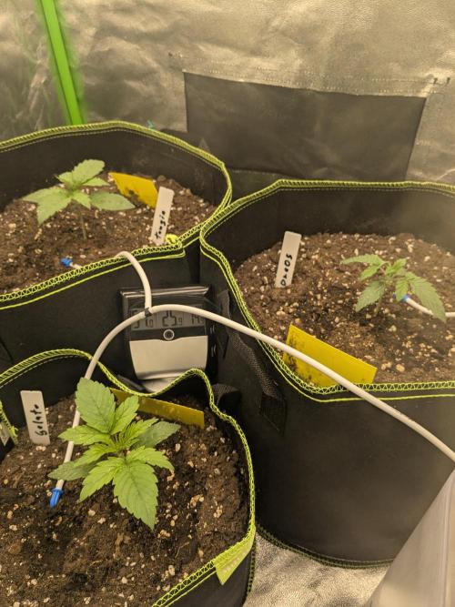 Diary_Tangie_Oreos_Gelato. Week 2