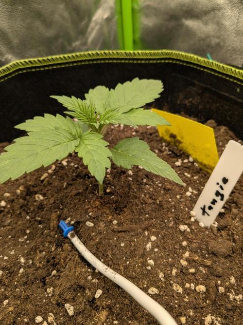 Diary_Tangie_Oreos_Gelato. Week 2